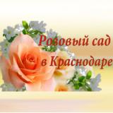 Розовый сад в Краснодаре