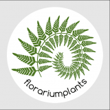 florariumplants