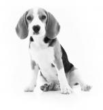 Московский городской веткрематорий