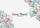 CROCUS FLOWERS
