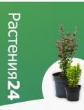 Растения24