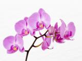 Салон красоты Орхидея